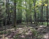 00 Bonner Mountain Road, Davis, West Virginia 26260, ,Lots/land,For Sale,Bonner Mountain,10160937
