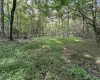 00 Bonner Mountain Road, Davis, West Virginia 26260, ,Lots/land,For Sale,Bonner Mountain,10160937