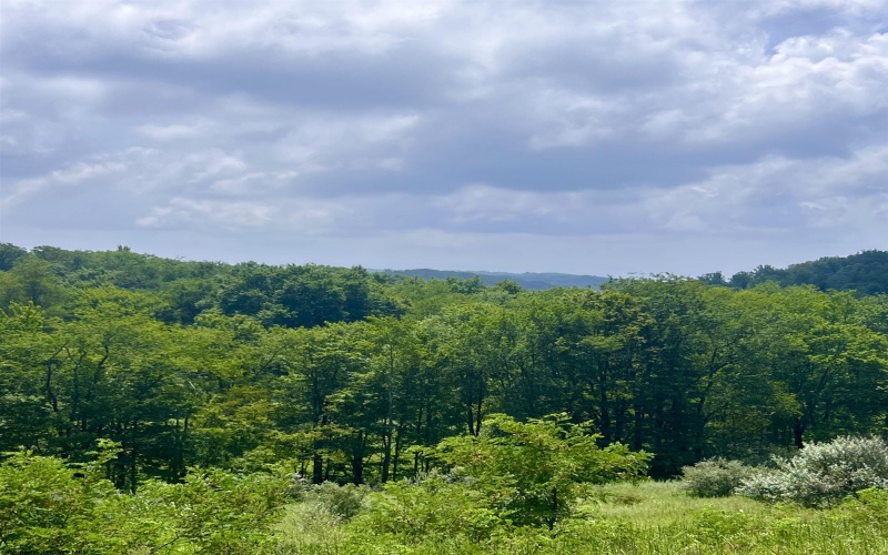 738 Jonathan Run Road, Parsons, West Virginia 26287, ,Lots/land,For Sale,Jonathan Run,10160923