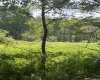 738 Jonathan Run Road, Parsons, West Virginia 26287, ,Lots/land,For Sale,Jonathan Run,10160923
