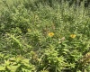 738 Jonathan Run Road, Parsons, West Virginia 26287, ,Lots/land,For Sale,Jonathan Run,10160923
