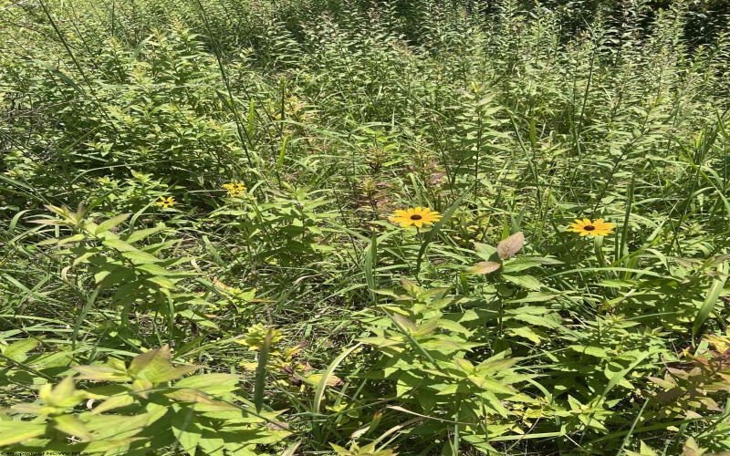 738 Jonathan Run Road, Parsons, West Virginia 26287, ,Lots/land,For Sale,Jonathan Run,10160923