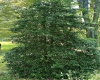 738 Jonathan Run Road, Parsons, West Virginia 26287, ,Lots/land,For Sale,Jonathan Run,10160923