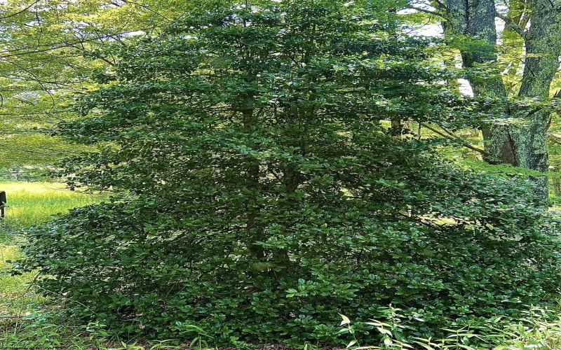 738 Jonathan Run Road, Parsons, West Virginia 26287, ,Lots/land,For Sale,Jonathan Run,10160923