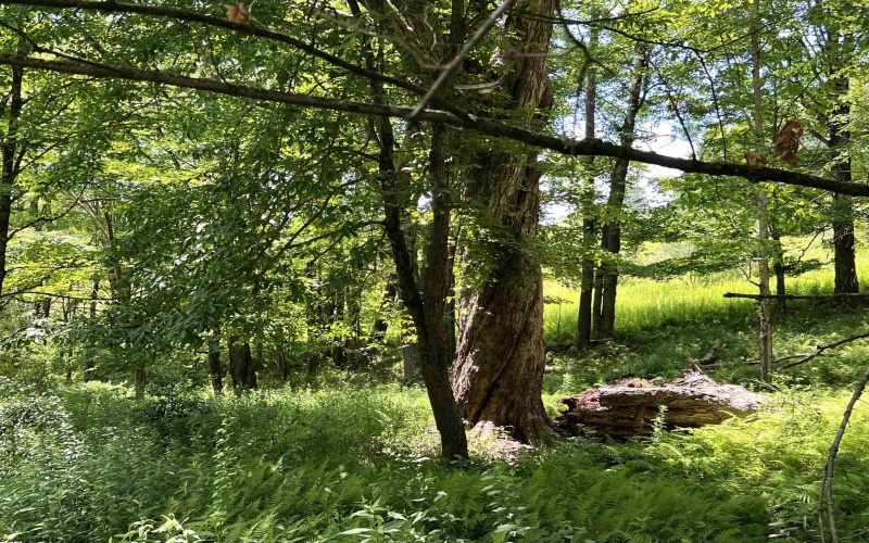 738 Jonathan Run Road, Parsons, West Virginia 26287, ,Lots/land,For Sale,Jonathan Run,10160923