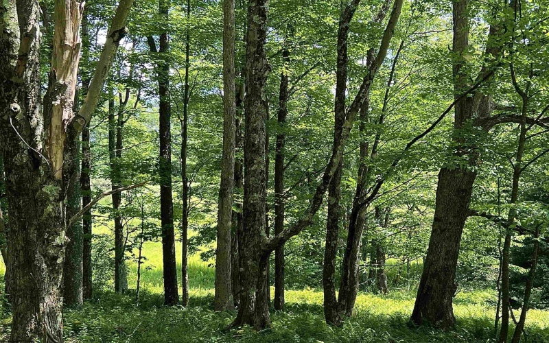 738 Jonathan Run Road, Parsons, West Virginia 26287, ,Lots/land,For Sale,Jonathan Run,10160923
