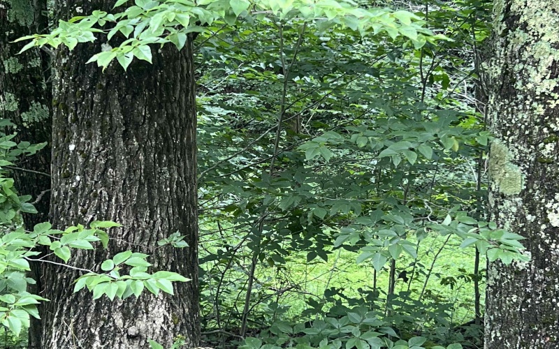 TBD Mountaineer Highway, Parsons, West Virginia 26287, ,Lots/land,For Sale,Mountaineer,10160922