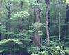 TBD Mountaineer Highway, Parsons, West Virginia 26287, ,Lots/land,For Sale,Mountaineer,10160922