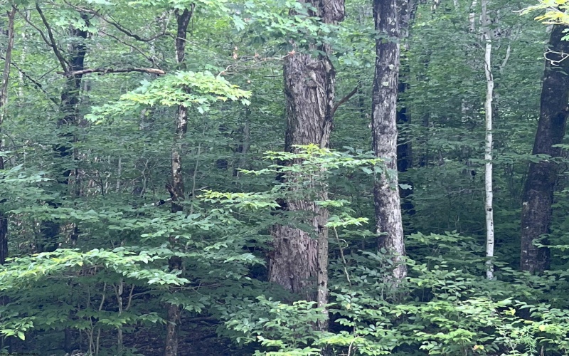 TBD Mountaineer Highway, Parsons, West Virginia 26287, ,Lots/land,For Sale,Mountaineer,10160922