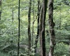 TBD Mountaineer Highway, Parsons, West Virginia 26287, ,Lots/land,For Sale,Mountaineer,10160922