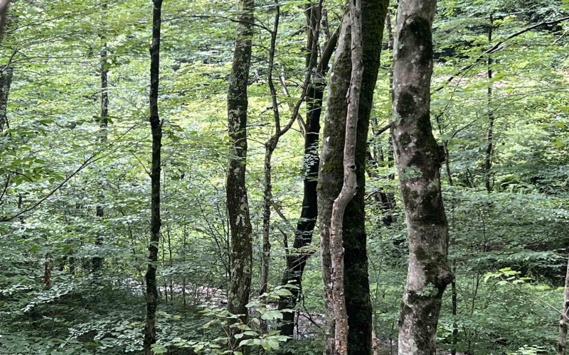 TBD Mountaineer Highway, Parsons, West Virginia 26287, ,Lots/land,For Sale,Mountaineer,10160922