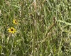 TBD Jackie Brown Road, Independence, West Virginia 26374, ,Lots/land,For Sale,Jackie Brown,10160921