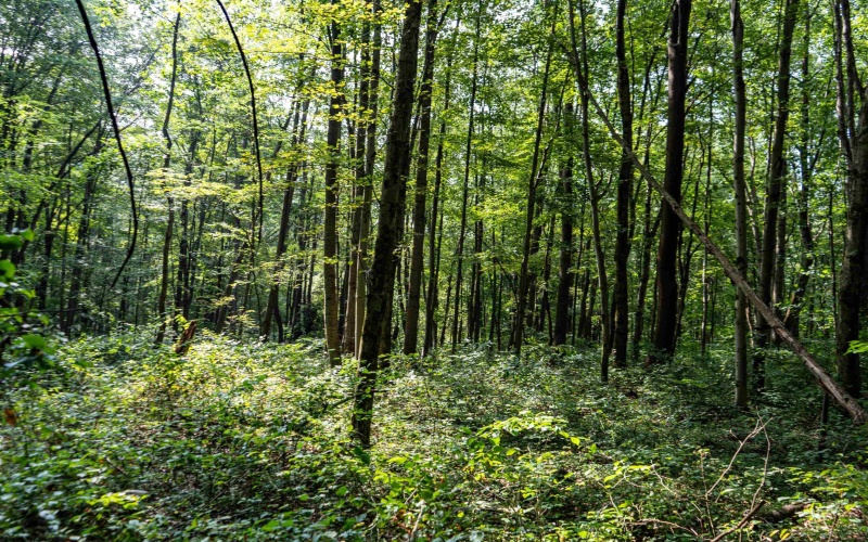 TBD Preston Highway, Bruceton Mills, West Virginia 26525, ,Lots/land,For Sale,Preston,10160950