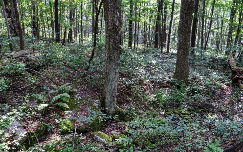 TBD Preston Highway, Bruceton Mills, West Virginia 26525, ,Lots/land,For Sale,Preston,10160950