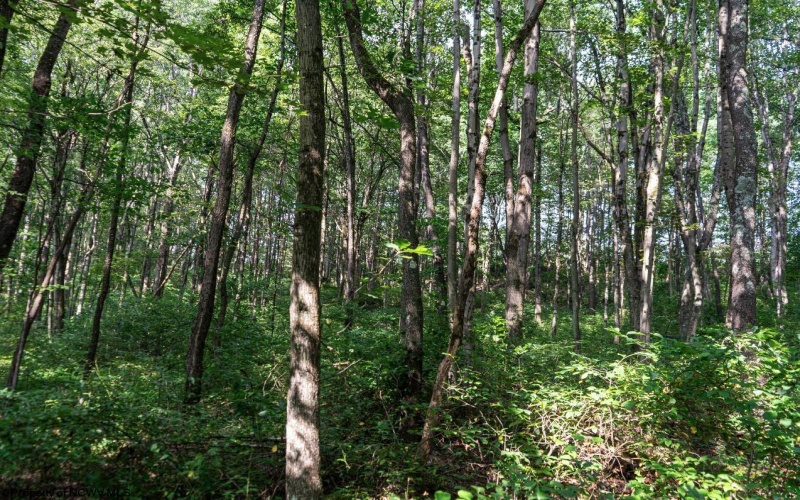 TBD Preston Highway, Bruceton Mills, West Virginia 26525, ,Lots/land,For Sale,Preston,10160950