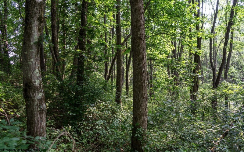 TBD Preston Highway, Bruceton Mills, West Virginia 26525, ,Lots/land,For Sale,Preston,10160950