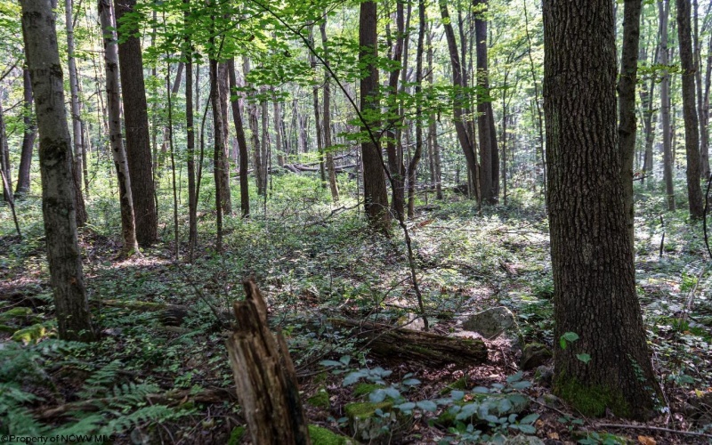 TBD Preston Highway, Bruceton Mills, West Virginia 26525, ,Lots/land,For Sale,Preston,10160950