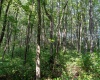 TBD Preston Highway, Bruceton Mills, West Virginia 26525, ,Lots/land,For Sale,Preston,10160950