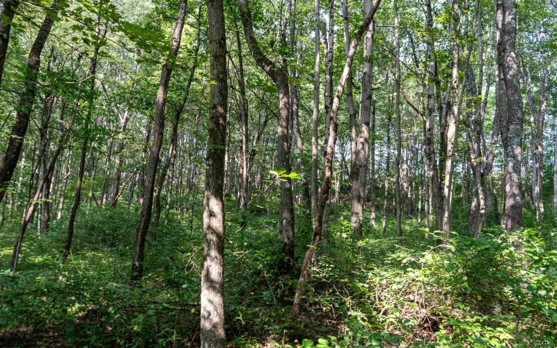 TBD Preston Highway, Bruceton Mills, West Virginia 26525, ,Lots/land,For Sale,Preston,10160950