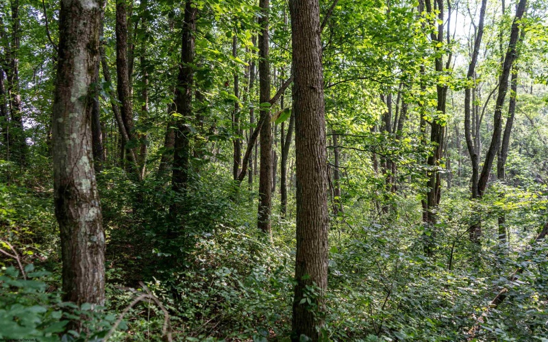 TBD Preston Highway, Bruceton Mills, West Virginia 26525, ,Lots/land,For Sale,Preston,10160950