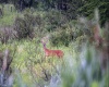 TBD Freeport Road, Terra Alta, West Virginia 26764, ,Lots/land,For Sale,Freeport,10160959