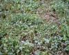 TBD Freeport Road, Terra Alta, West Virginia 26764, ,Lots/land,For Sale,Freeport,10160959