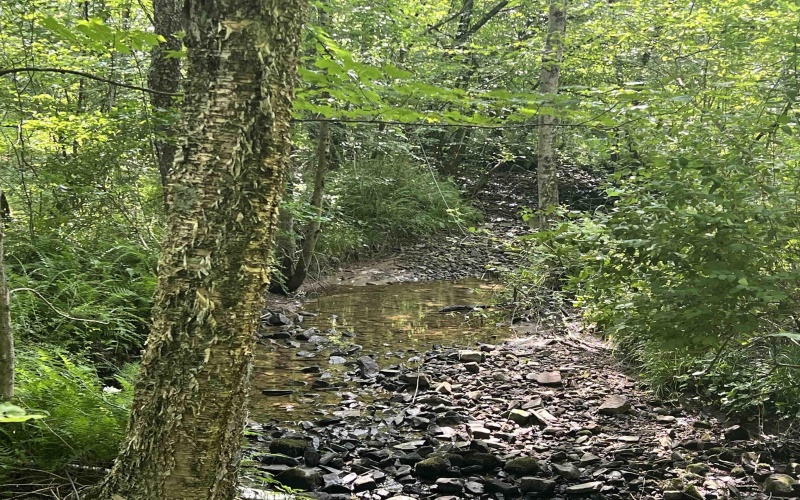 816 Sugar Run Road, Elkins, West Virginia 26241, ,Lots/land,For Sale,Sugar Run,10160376