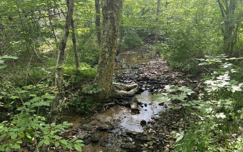 816 Sugar Run Road, Elkins, West Virginia 26241, ,Lots/land,For Sale,Sugar Run,10160376