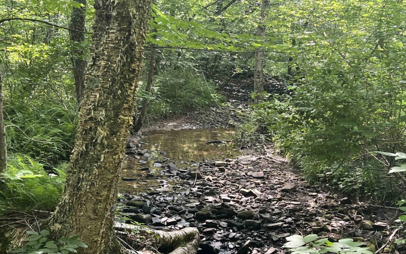 816 Sugar Run Road, Elkins, West Virginia 26241, ,Lots/land,For Sale,Sugar Run,10160376