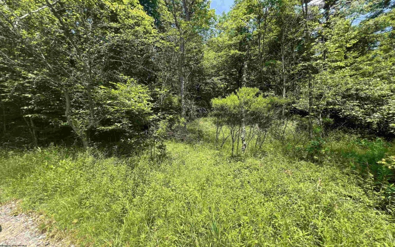 816 Sugar Run Road, Elkins, West Virginia 26241, ,Lots/land,For Sale,Sugar Run,10160376