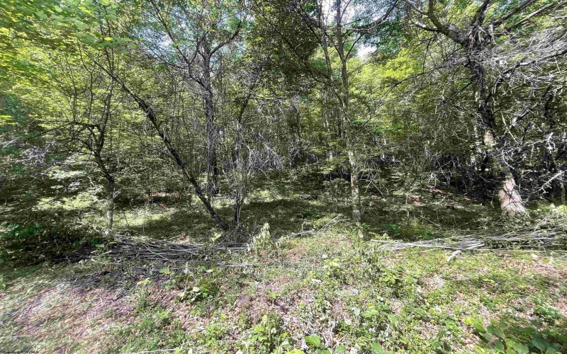 816 Sugar Run Road, Elkins, West Virginia 26241, ,Lots/land,For Sale,Sugar Run,10160376