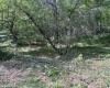 816 Sugar Run Road, Elkins, West Virginia 26241, ,Lots/land,For Sale,Sugar Run,10160376