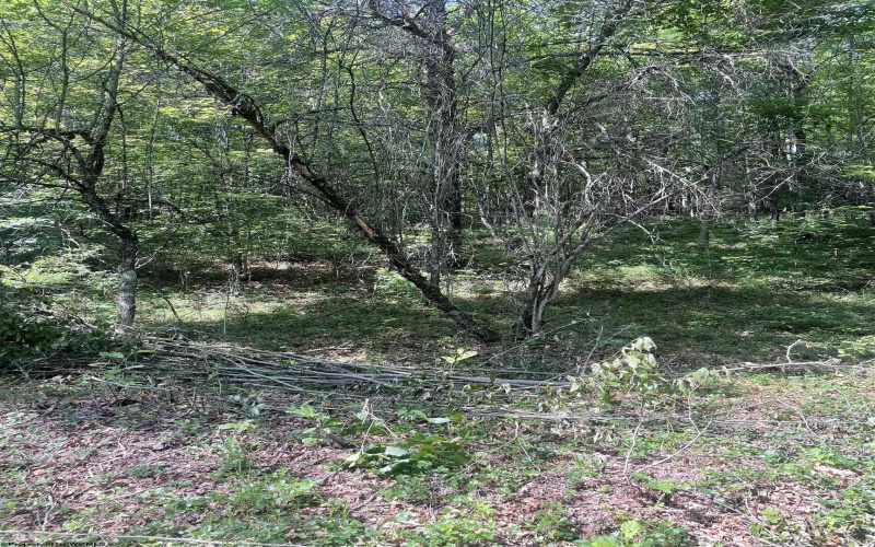 816 Sugar Run Road, Elkins, West Virginia 26241, ,Lots/land,For Sale,Sugar Run,10160376