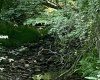 816 Sugar Run Road, Elkins, West Virginia 26241, ,Lots/land,For Sale,Sugar Run,10160376