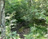 816 Sugar Run Road, Elkins, West Virginia 26241, ,Lots/land,For Sale,Sugar Run,10160376