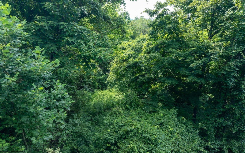 0 Cooper Street, Morgantown, West Virginia 26505, ,Lots/land,For Sale,Cooper,10160996