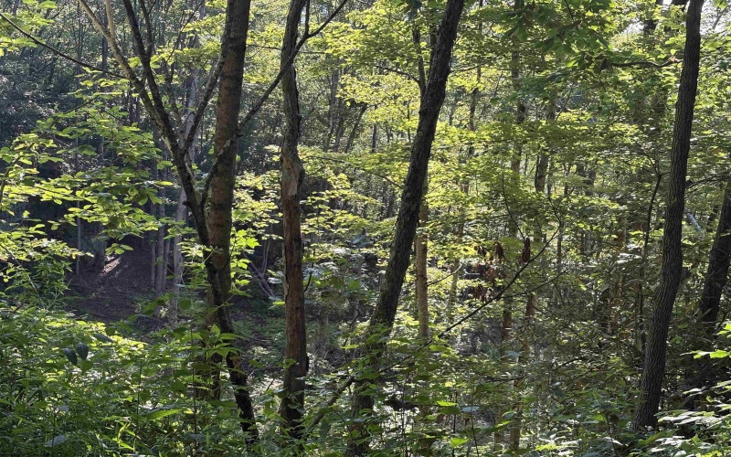 3840 Canaan Road, Rock Cave, West Virginia 26234, ,Lots/land,For Sale,Canaan,10161046