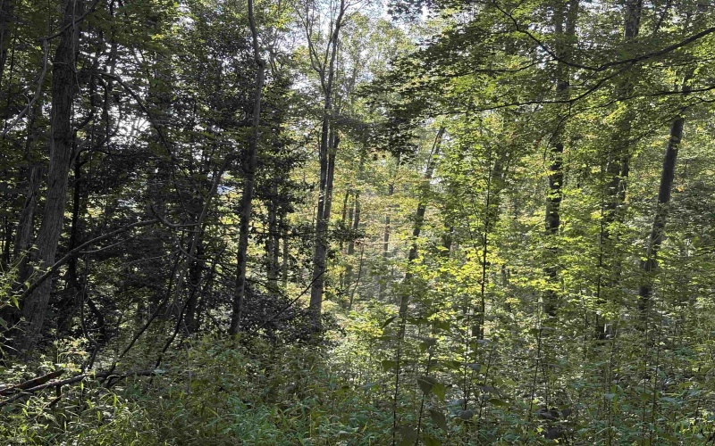 3840 Canaan Road, Rock Cave, West Virginia 26234, ,Lots/land,For Sale,Canaan,10161046