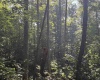 3840 Canaan Road, Rock Cave, West Virginia 26234, ,Lots/land,For Sale,Canaan,10161046