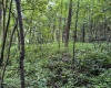 TBD Comanche Drive, Wallace, West Virginia 26448, ,Lots/land,For Sale,Comanche,10161049