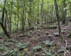 TBD Comanche Drive, Wallace, West Virginia 26448, ,Lots/land,For Sale,Comanche,10161049