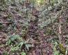 TBD Comanche Drive, Wallace, West Virginia 26448, ,Lots/land,For Sale,Comanche,10161049