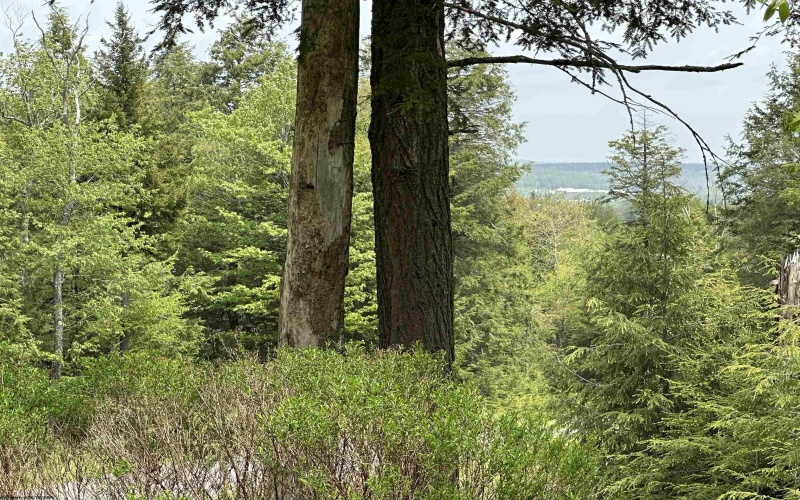 Lot 19 Casentino Court, Davis, West Virginia 26260, ,Lots/land,For Sale,Casentino,10161079