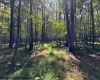 TBD Branch Hollow, Bruceton Mills, West Virginia 26525, ,Lots/land,For Sale,Branch,10161173