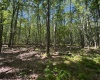 TBD Branch Hollow, Bruceton Mills, West Virginia 26525, ,Lots/land,For Sale,Branch,10161173