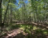TBD Branch Hollow, Bruceton Mills, West Virginia 26525, ,Lots/land,For Sale,Branch,10161173