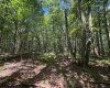 TBD Branch Hollow, Bruceton Mills, West Virginia 26525, ,Lots/land,For Sale,Branch,10161173