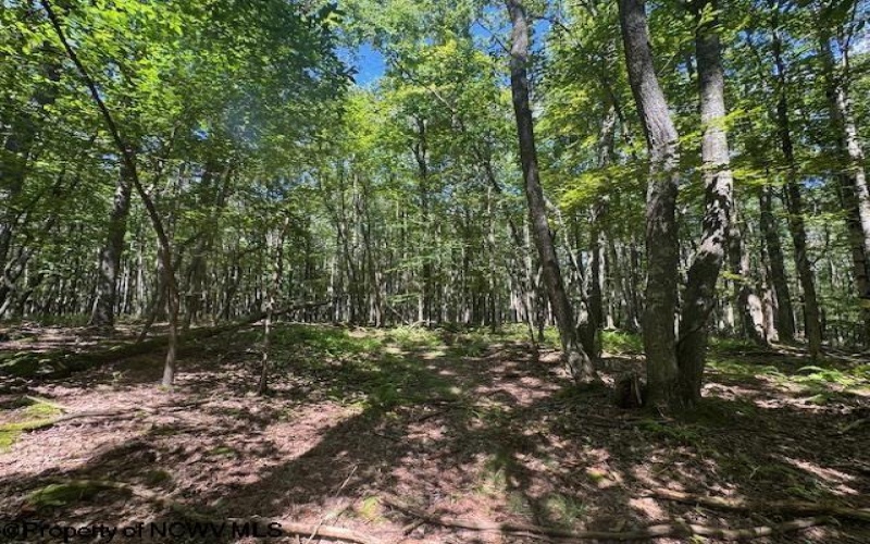 TBD Branch Hollow, Bruceton Mills, West Virginia 26525, ,Lots/land,For Sale,Branch,10161173