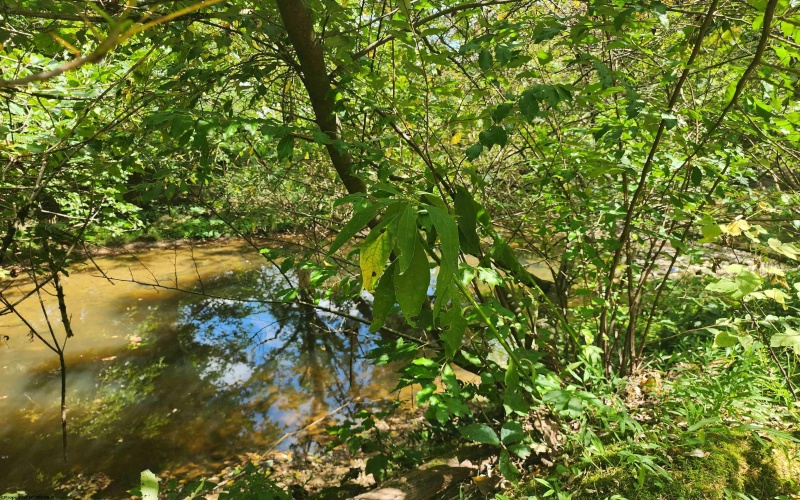 166 Brown Road, Wallace, West Virginia 26448-8547, ,Lots/land,For Sale,Brown,10161210