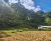 166 Brown Road, Wallace, West Virginia 26448-8547, ,Lots/land,For Sale,Brown,10161210